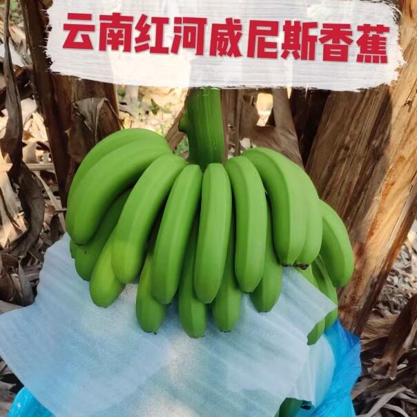 云南香蕉香蕉百森自然熟整箱包邮