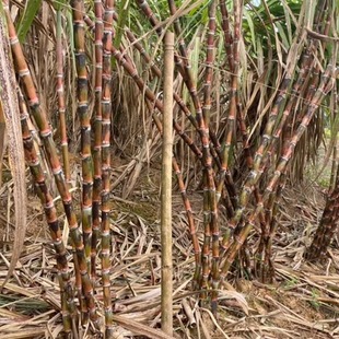 云南红河自家栽种脆皮甘蔗现砍现发包邮到家