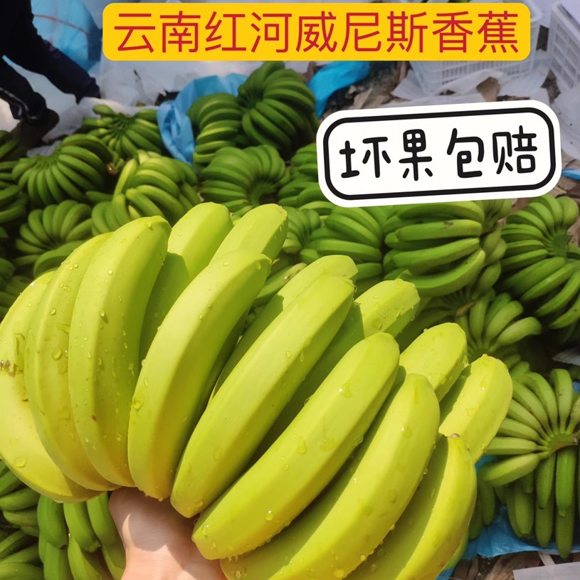 云南威尼斯香蕉自然熟香蕉现摘现发无药水产地直发云南banana包邮 水产肉类/新鲜蔬果/熟食 香蕉 原图主图