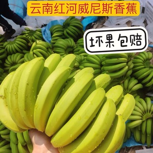 云南威尼斯香蕉自然熟香蕉现摘现发无药水产地直发云南banana 包邮