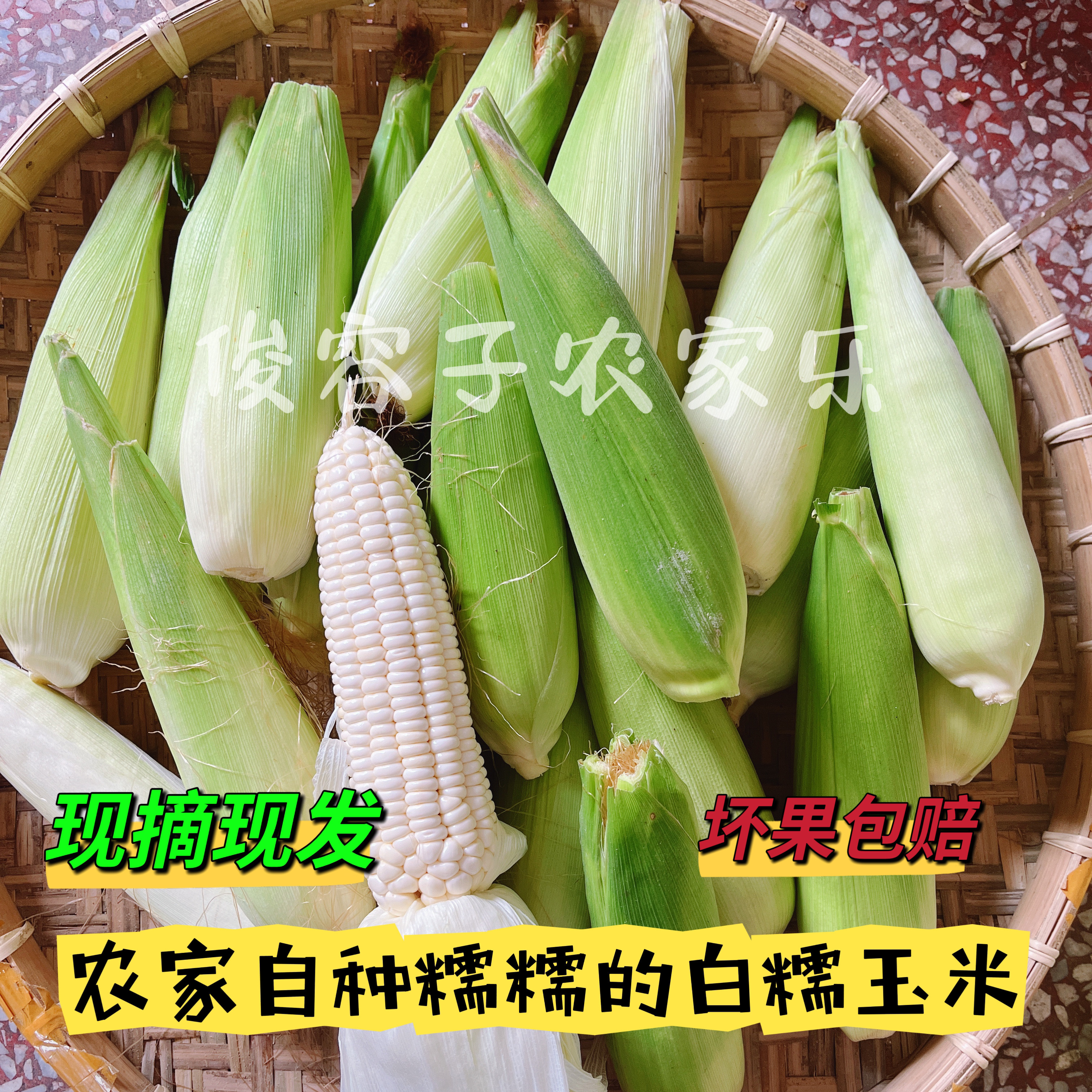 广西本地农家自种白糯玉米新鲜白糯玉米带壳现摘现发糯香淡甜玉米