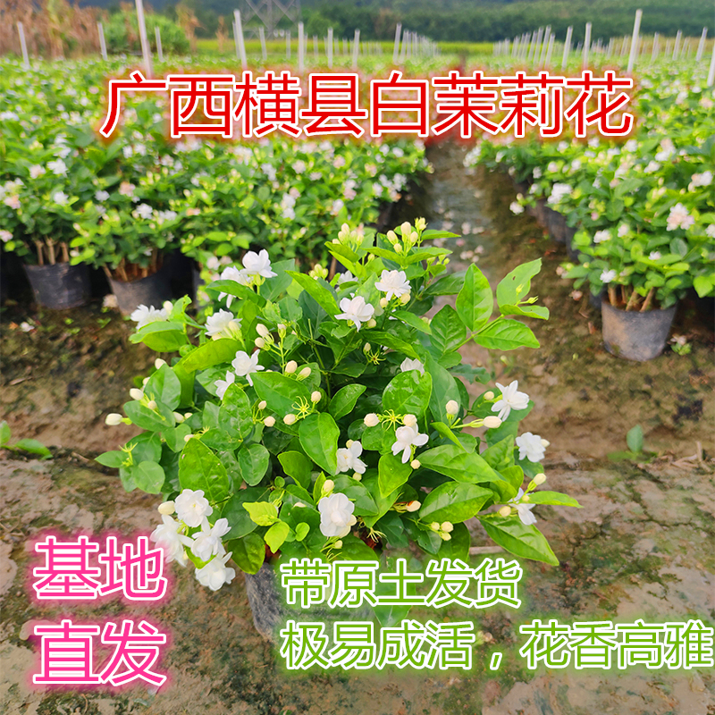 广西横县茉莉花盆栽花苗大苗庭院阳台木本植物四季芳香花卉