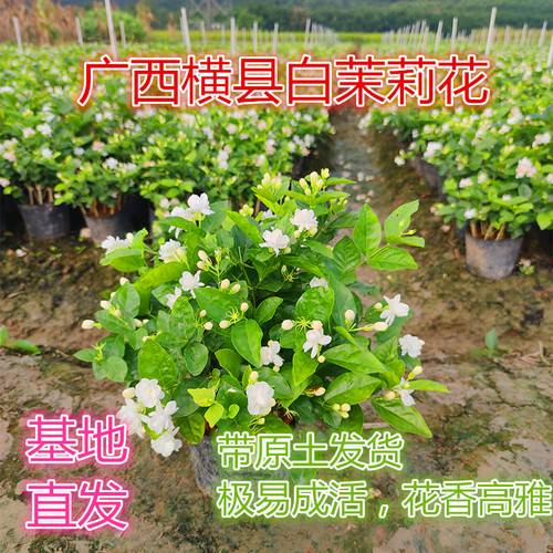 横县基地直发  茉莉花盆栽阳台窗台庭院开花浓香花卉绿植茉莉花苗