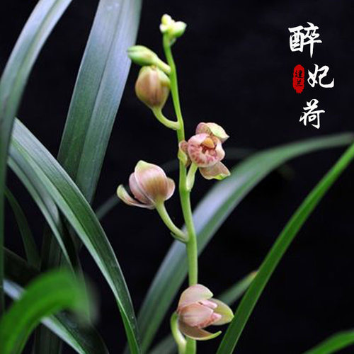 名贵兰花苗建兰四季兰醉妃荷浓香好养兰花清仓正品室内阳台客厅