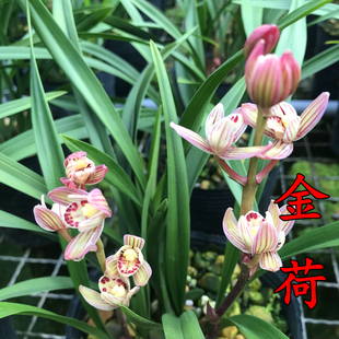 兰花苗金荷建兰高档铭品荷瓣四季兰秋带花苞盆栽花卉室内观花植物