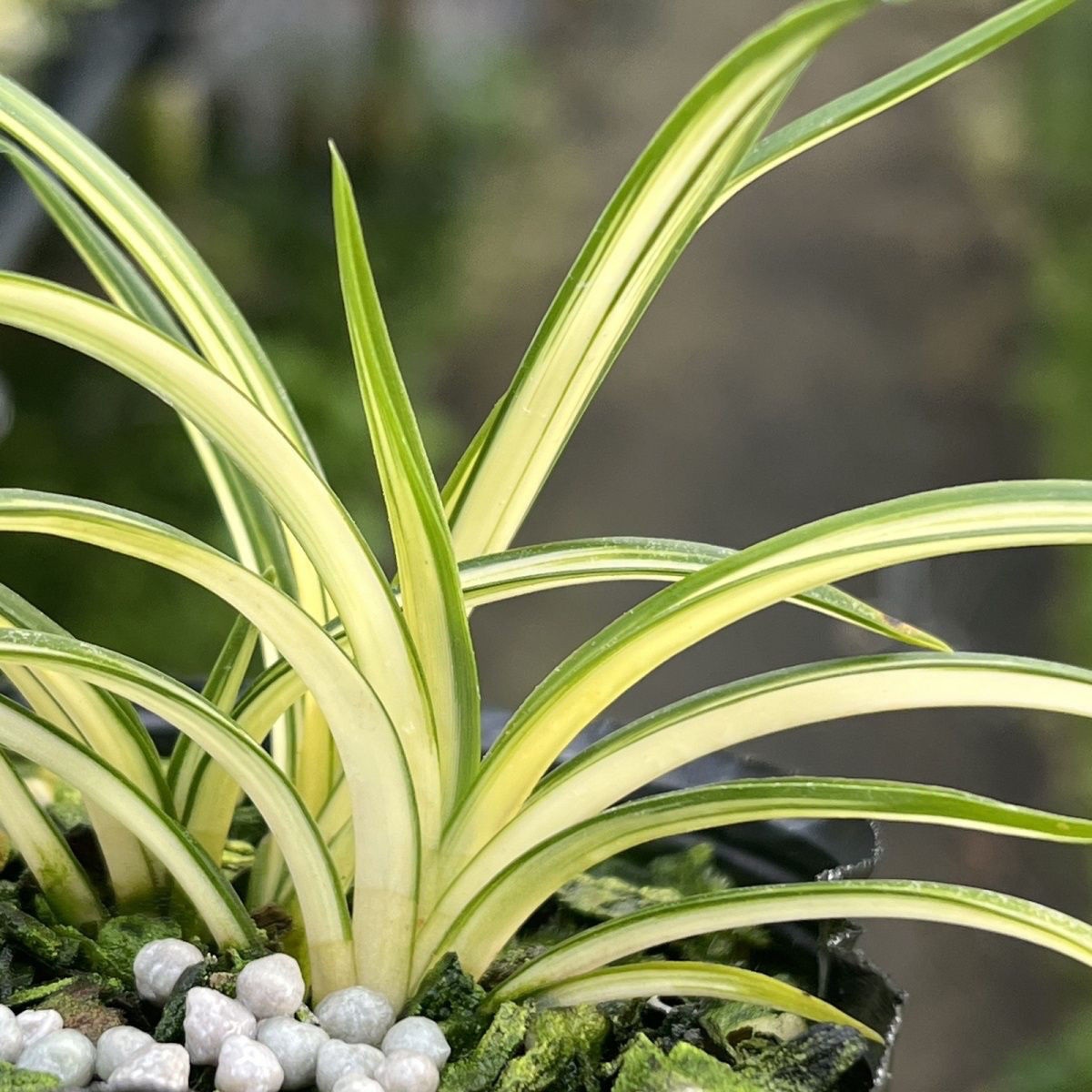 送春中透艺草兰花苗花艺双全送春线艺绿绀帽新品高端名品带土发货