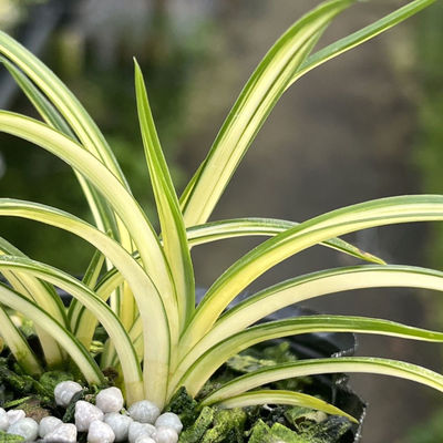 送春中透艺草兰花苗花艺双全