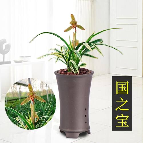金边兰花苗国之宝浓香型金边矮种鹤艺建兰四季兰室内花卉绿植