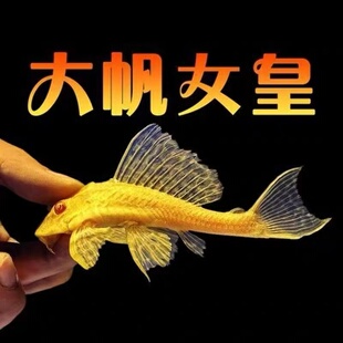 黄金红眼女王清道夫大帆女皇活体大小型除藻垃圾异型鱼热带观赏鱼