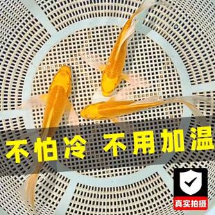 黄金锦鲤鱼活鱼爆缸观赏鱼冷水招财风水耐活鱼苗鲤鱼金鱼淡水宠物