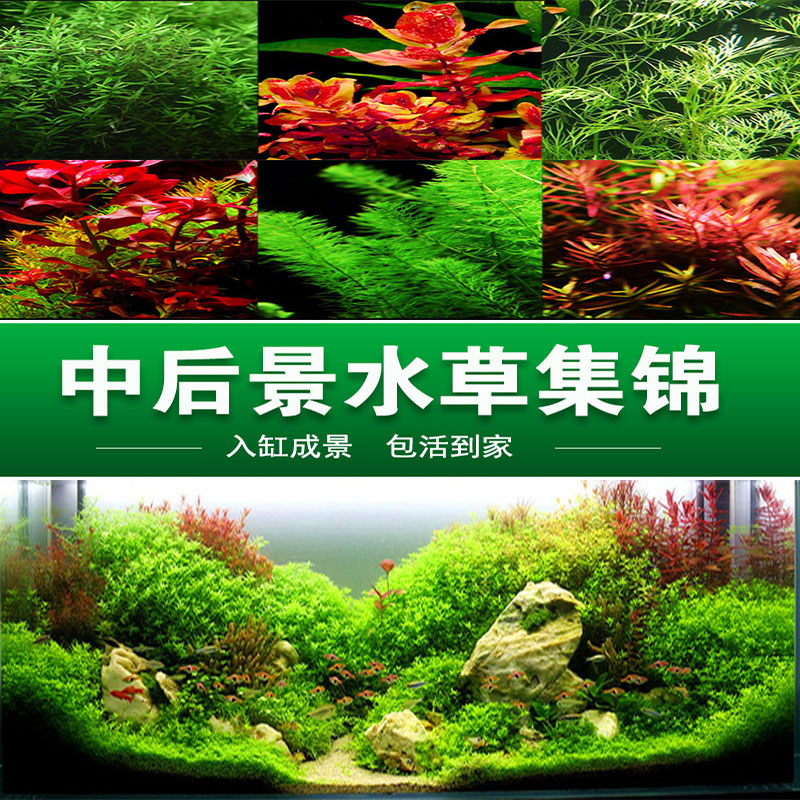 大宝塔水草绿菊红宫廷蜈蚣草水青竹水族箱鱼缸造景活体水草镊子夹