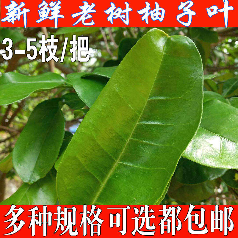 新鲜柚子叶沐浴去晦气