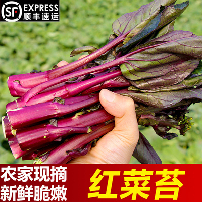 现摘新鲜红菜苔农家自种