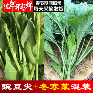 四川新鲜豌豆尖+冬寒菜组合拼装混装各一半