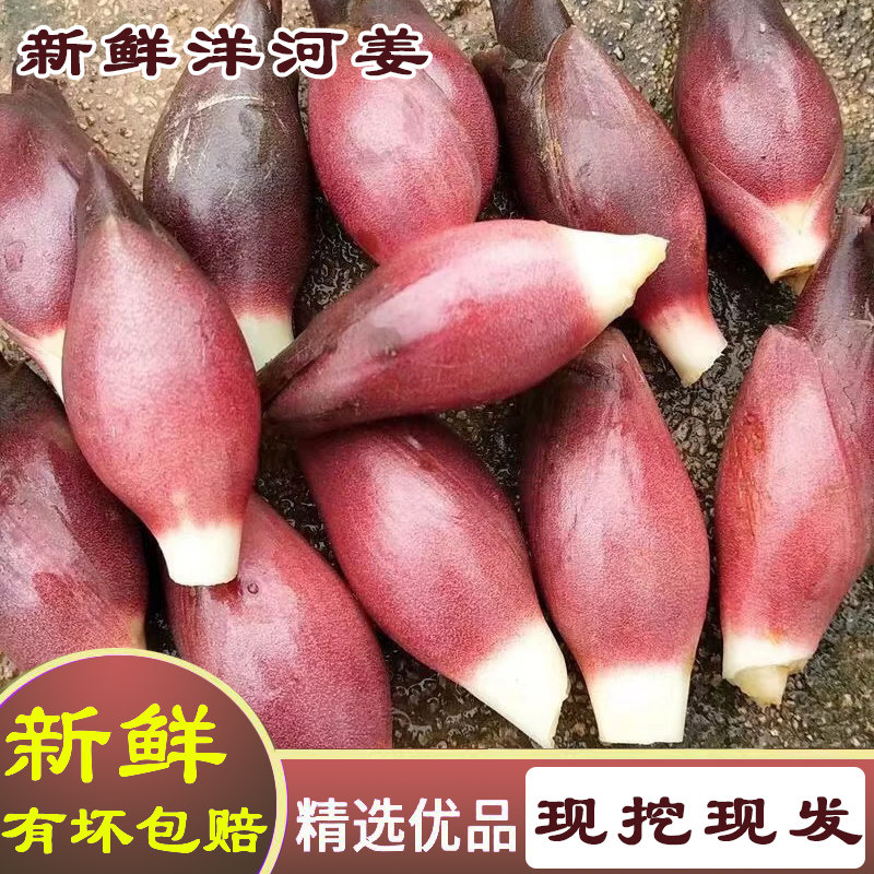 现挖阳荷当季新鲜洋荷蔬菜生阳藿洋荷姜带泥阳藿带泥