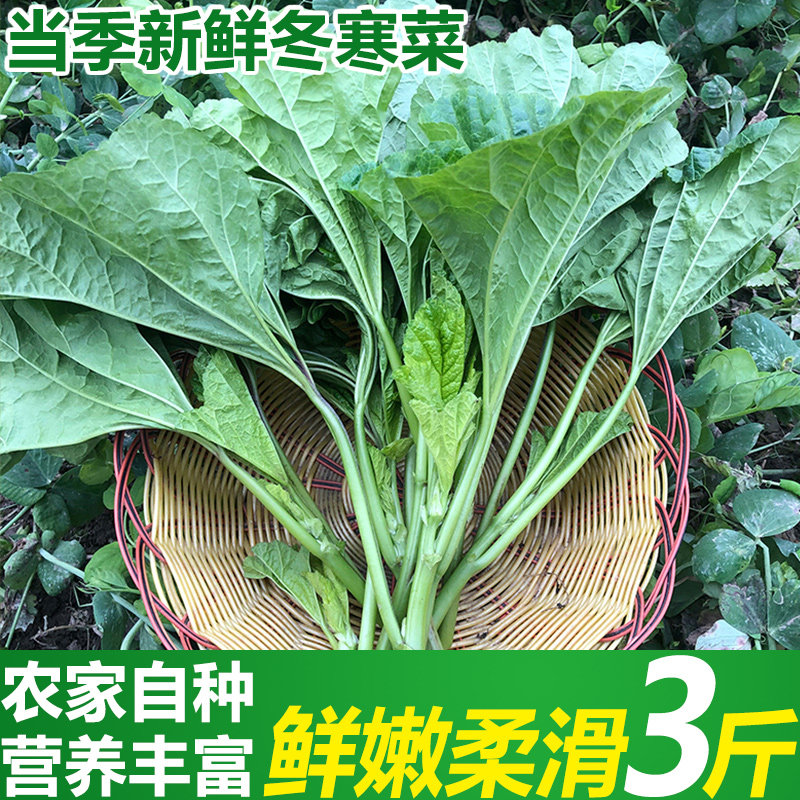 现摘四川冬寒菜3斤新鲜蔬菜东汉菜鲜嫩马蹄菜冬苋菜