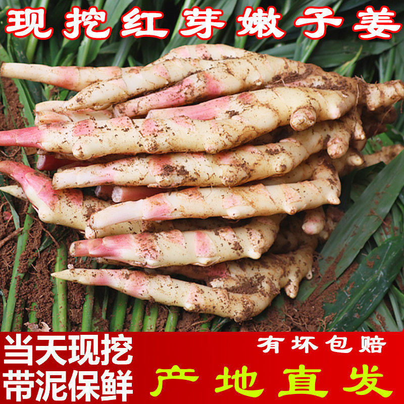 红芽嫩仔姜板姜现挖现发新鲜嫩仔姜生姜当季嫩子姜非老黄姜带泥