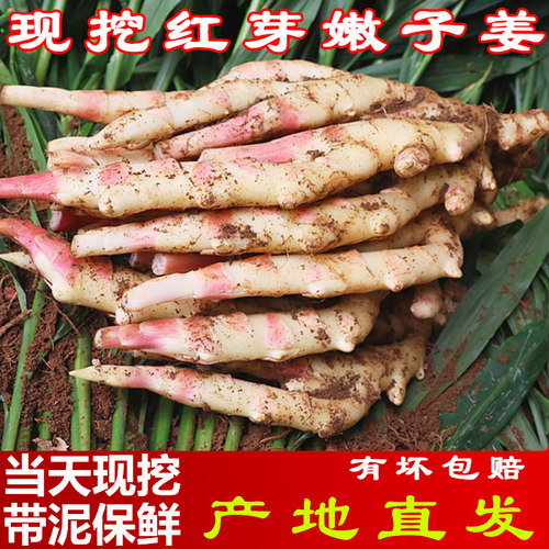 农家自种现挖现发仔姜