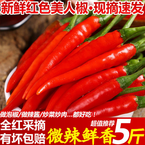 新鲜采摘新鲜美人椒辣椒农家自种