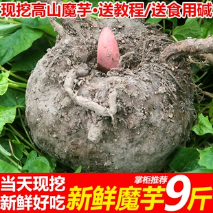 现挖高山农家魔芋9斤新鲜魔芋大魔芋头当季 魔芋豆腐原料 送食用碱