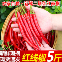 现摘红线椒二荆条红辣椒新鲜辣椒红辣泡椒剁椒农家剁椒酱