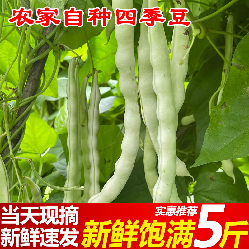 农家自种现摘现发脆嫩无筋四季豆