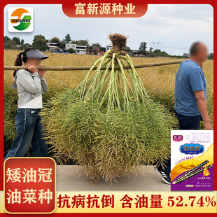 矮油冠油菜籽产量高健康油矮杆油菜种子甘蓝型油菜籽秋季播种