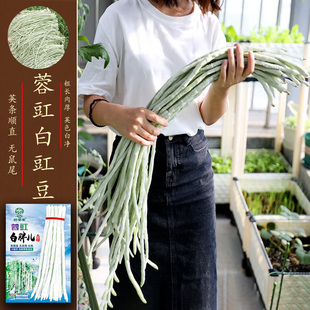 蓉豇白胖儿长豆角种子七月八月摘不败无鼠尾荚条顺直白豇豆种籽