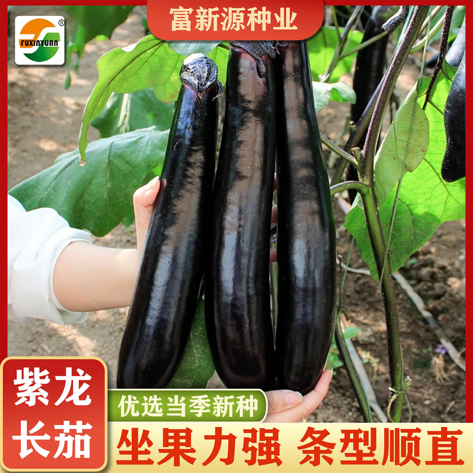 黑长茄子高产耐热耐旱春秋播种蔬菜种子长条黑茄子种籽黑紫茄子,农用物资,蔬菜种子/种苗,淘宝优惠券,粉丝福利购,淘宝优惠卷