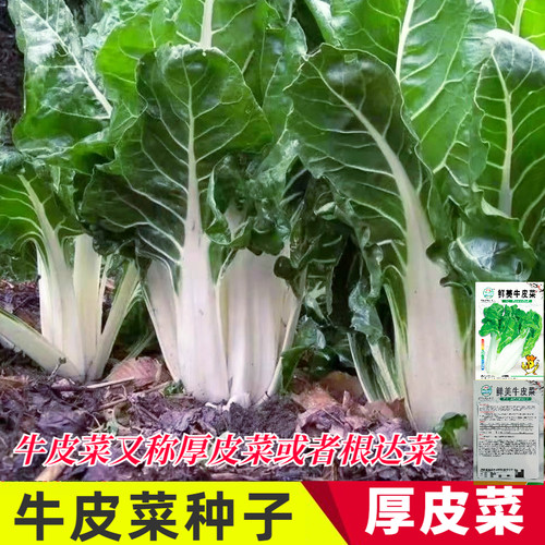HTD/好特多四川牛皮菜种子