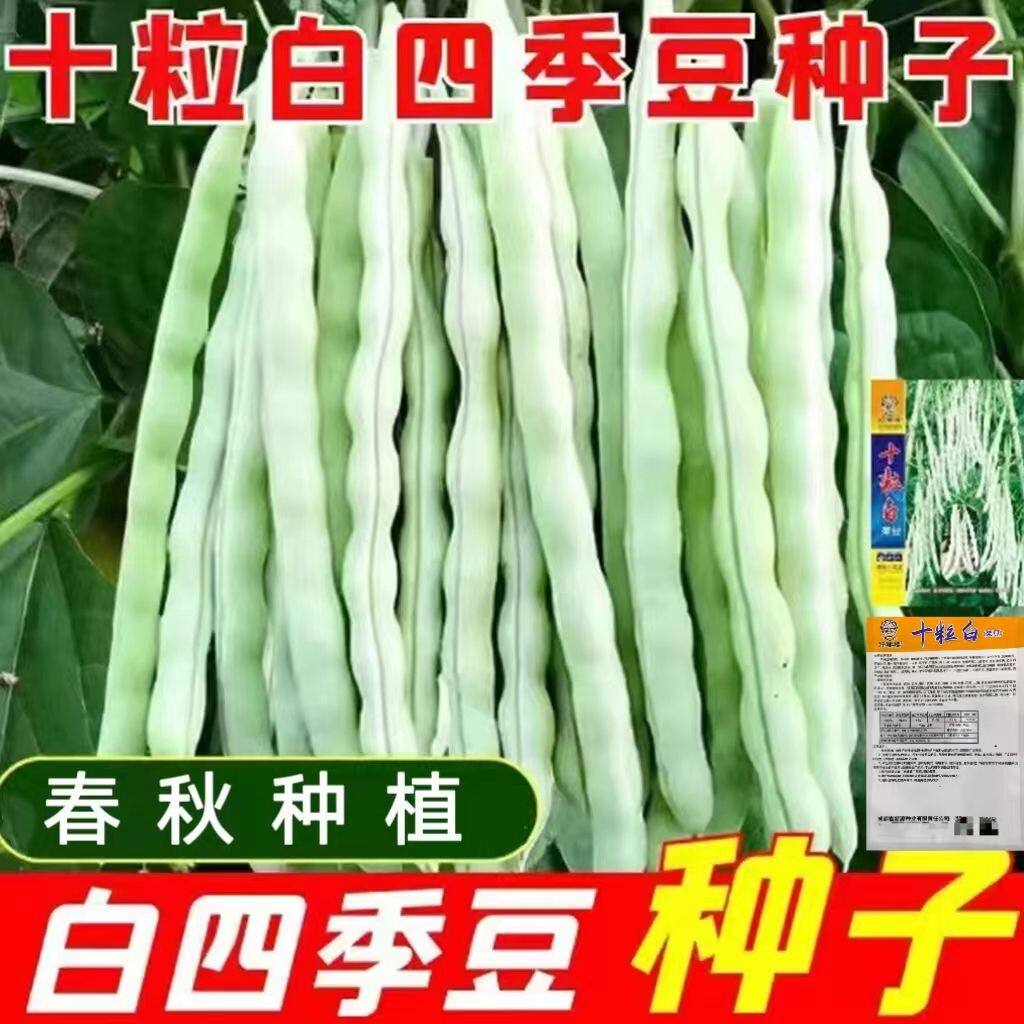 白四季架豆种子白芸豆种子搭架白四季豆种子白色春秋种植蔬菜种子
