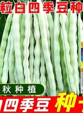 白四季架豆种子白芸豆种子搭架白四季豆种子白色春秋种植蔬菜种子