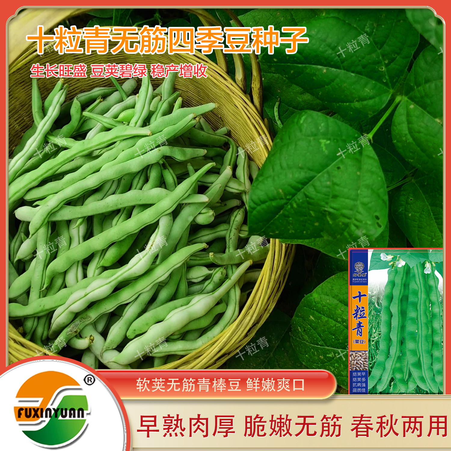 四季豆种子春秋种植架豆种子