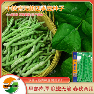 架豆种子芸豆种子肉豆种子春秋种植蔬菜种子 搭架青四季