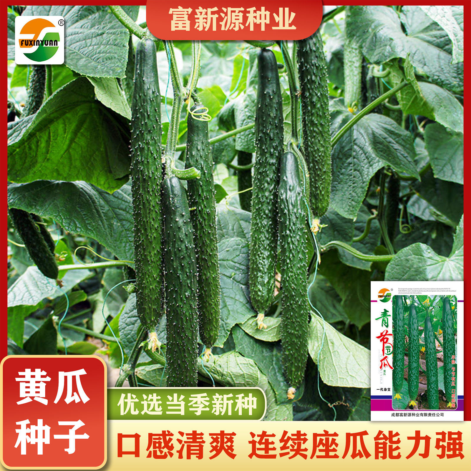 油亮型青节节瓜黄瓜种子爽脆多汁口感清爽四季阳台种植座果能力强