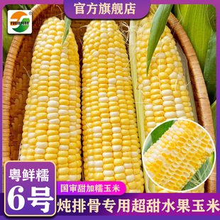 双色水果玉米种子可生吃可煮食粒粒爆浆水果玉米种 粤鲜糯6号