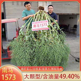 四川南马1573杂交油菜种子高产矮杆抗倒伏耐寒高出油黑油菜籽