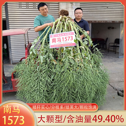 四川南马1573杂交油菜种子高产矮杆抗倒伏耐寒高出油黑油菜籽