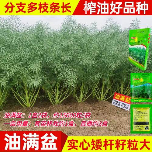 油满盆矮杆实心高油耐寒杂交油菜种子大颗型分枝多抗倒伏油菜种子