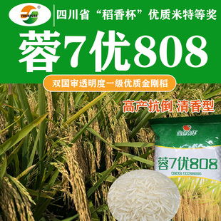 杂交水稻种子蓉7优808国审稻种籽铁杆抗倒抗病一级香米稻谷种