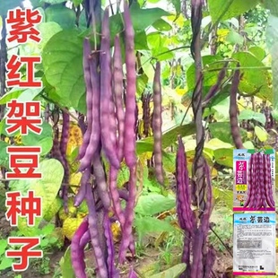 紫红四季 豆种子芸豆种籽春秋种植架豆种蔬菜种子 架豆种子紫红四季