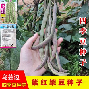 四川四季 架豆种子紫红四季 豆种子乌芸边四季 豆 豆种子春秋种植四季