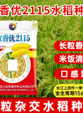 宜香优2115水稻种子长粒香米稻谷种杂交水稻种籽米质优饭好吃谷种