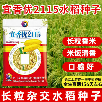 杂交水稻种子稻谷种子