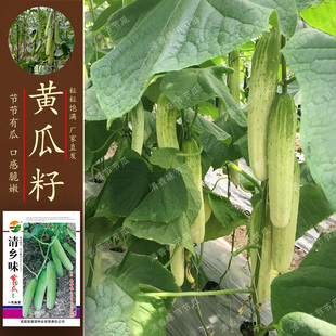 四川早熟水果黄瓜种子口感脆嫩黄瓜籽种子春秋播种无苦味口感脆嫩