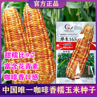华良165咖啡香大棒糯玉米种子糯甜比9:7富含花青素鲜食大棒玉米种