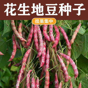 阳台种植 不搭架花生地豆种子粉糯易煮籽粒饱满彩色豆角种子四季