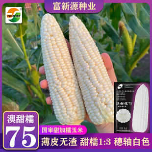 澳甜糯75玉米种子加甜糯白苞谷种春季播种大棒鲜食苞米种籽