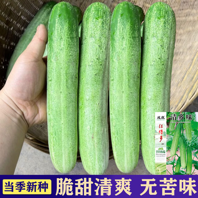 四川本地水果黄瓜种子清香味结得多黄瓜籽节节有瓜春秋播种早熟