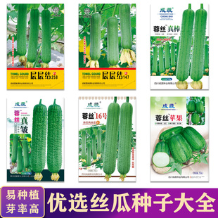 春夏丝瓜种子皱皮丝瓜苹果丝瓜香丝瓜杂交肉丝瓜易种蔬菜种子大全